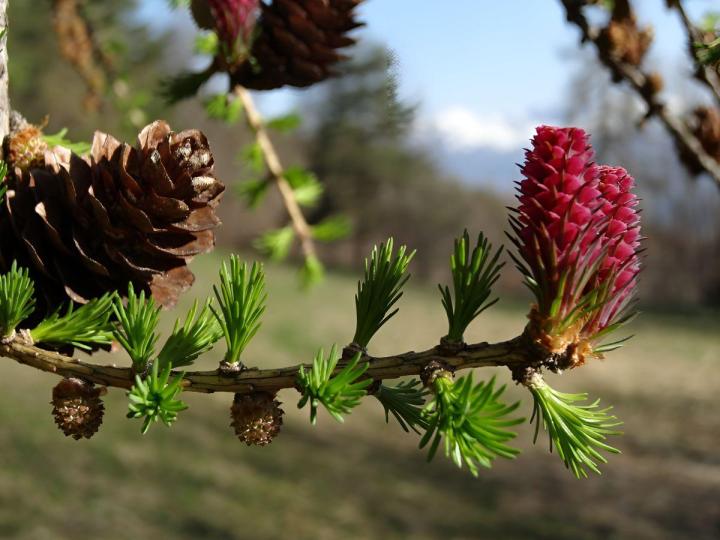 Chambres d'hôtes Vallée de L'Ubaye